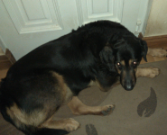 Male German Shepherd mixed with Lab lost in Ballincollig