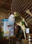 Budgie – green and yellow