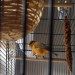 Male Canary/Finch lost in Thomondgate area of Limerick City