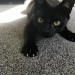 Lost Male Black Cat in the Glantane/Dromahane area