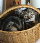 Grey tabby cat named Charlie missing in the Cahergal area of Gordon’s Hill.