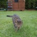 Poppy – Lost in Ballinlough Rd – Cork City- Small female Tabby