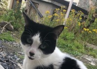 Male cat found Cork