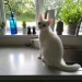 white cat lost in Ballyhooly