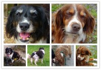 Moycullen Galway – 2 Senior dogs need your help to find the way home