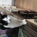 Missing Cat in Ovens