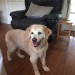 Female old Golden Retreiver