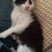 Lost 3 month old kitten in Ballinard, Enniskean area