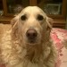 Female Golden Retriever lost in Dunmanway