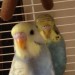 Two missing budgies