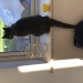 Male grey cat lost in Cork