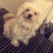 Small, female Maltese/toy poodle missing in glanmire