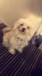 Small, female Maltese/toy poodle missing in glanmire