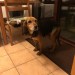 Female Hound/ foot Beagle found in Begleys Forge/Crossbarry