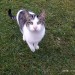 Male white/grey/black tabby found near Lombardstown/Glantane