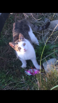 Male cat missing in Inishannon
