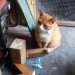 Lost female ginger cat from ballincollig