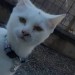 White cat/kitten, black tail blue collar