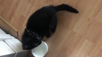 Young male black cat found in Hollyhill