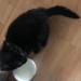 Young male black cat found in Hollyhill