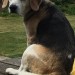 Female 8 year old Beagle lost in Monkstown / Hilltown area, Cork.