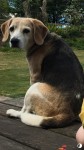 Female 8 year old Beagle lost in Monkstown / Hilltown area, Cork.