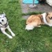 Lost Siberian husky and rough collie in Glenville , Cork