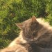 neutered male cat with long grey hair lost in the Glencairn (Glanmire) area