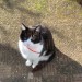 Black and white cat with red collar,