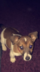 Male Jack Russell found Knocknaheeny