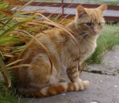 Ginger male lost in South Kerry