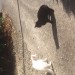 Pure black cat lost in Mount Oval, Rochestown