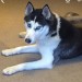Female Siberian husky lost in Midleton/Dungourney/Lisgoold area
