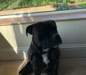 Lost black staffordshire  dog