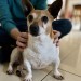 Male Jack Russel Mix found in Cork/Blackpool