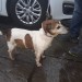 Jack Russell Female