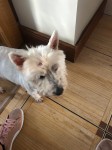 West highland terrier lost in ballincollig