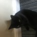 Black cat gone missing upper Dublin hill Cork