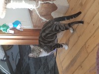 Lily tabby cat lost in grange waterford