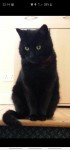 Female black cat lost in Carrgaline