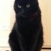 Female black cat lost in Carrgaline