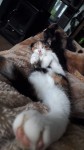 Female Kitten 1YR Old Fermoy