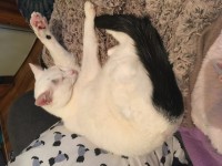 Male white cat with black tail lost in cork city