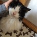 black/white long hair male Macroom/Toames