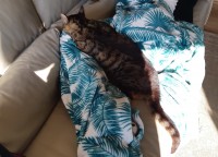 One Eyed Male Tabby lost near Crosshaven / Fountainstown