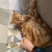 Found Ginger Cat found in Bandon