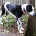 Big black and white dog found locked in backyard in NorthMainStreet