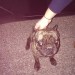 French bull dog