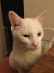 White male cat lost in Bishopstown