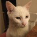 White male cat lost in Bishopstown